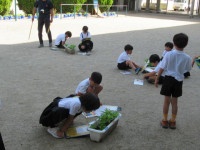 pict-植物観察 (1)