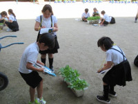 pict-植物観察 (2)