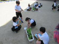 pict-植物観察 (4)