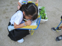 pict-植物観察 (5)