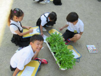 pict-植物観察 (6)