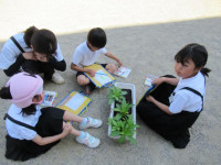 pict-植物観察 (7)