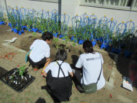 pict-植物観察 (3)