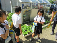 pict-植物観察 (8)