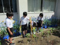 pict-植物観察 (10)