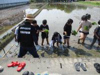 pict-田植え (6)