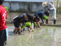 pict-田植え (8)