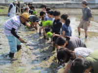 pict-田植え (9)