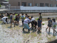 pict-田植え (11)