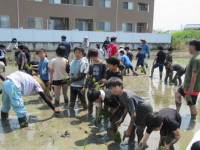 pict-田植え (14)