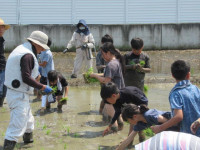 pict-田植え (16)