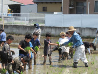 pict-田植え (19)