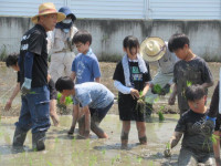 pict-田植え (20)