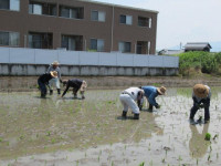 pict-田植え (22)