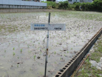 pict-田植え (23)